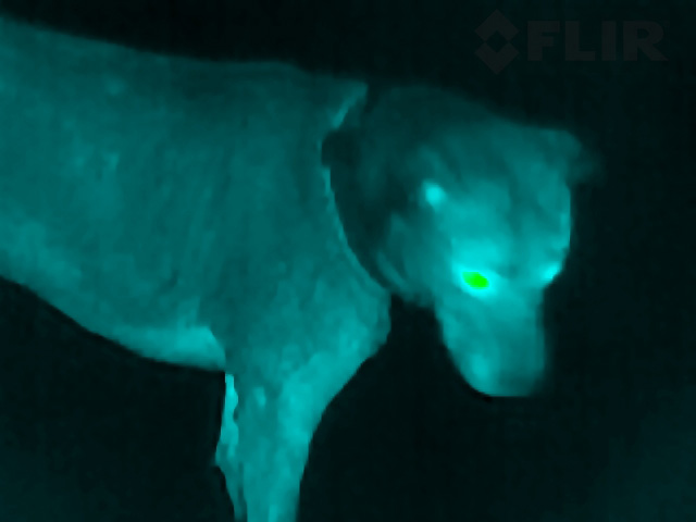 Thermal Close-up of a Dog