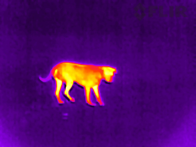 Using Thermal to locate a lost dog