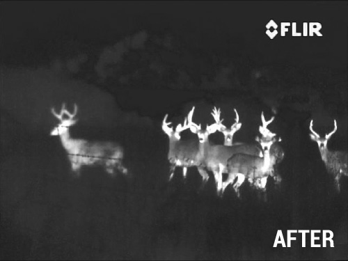A large group of deer as seen through a FLIR Scout Thermal Night Vision unit