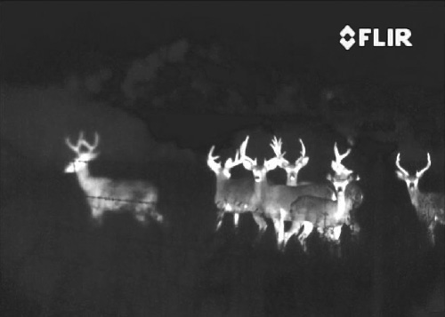 FLIR Scout Thermal Night Vision image of a large group of deer